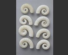 Image result for Spirula Cephalopod