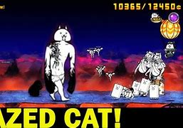 Image result for Crazed Lion Cat