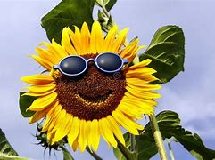 Image result for Sunflower Smile Graphic