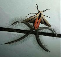 Image result for Baphomet Moth Creatonotos Gangis