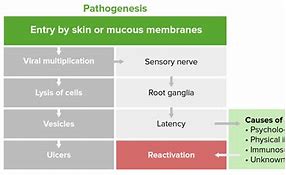 Image result for Herpes Genitalis