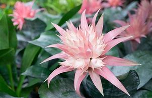 Image result for Bromeliad