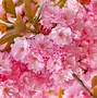 Image result for Cherry Blossom Flower