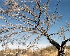 Image result for Sad Red Tree