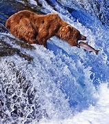 Image result for Grizzly Bear Catching Fish