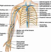 Image result for Veins On Forearm