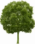 Image result for Green Tree C