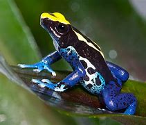 Image result for Orange and Black Poison Dart Frog