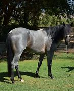 Image result for Blue Roan Paint