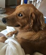 Image result for Fat Dog Side Eye