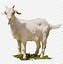 Image result for Goat Sprite