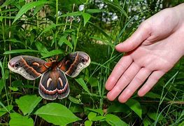 Image result for Luna Moth Cecropia