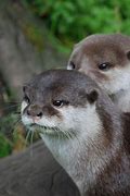 Image result for Otter Head