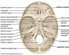 Image result for Inside Bone Labeled