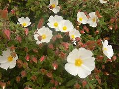 Image result for Flowers Walking with Feet