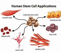 Image result for Unipotent Stem Cells