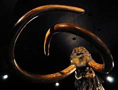 Image result for La Brea Tar Pits Woolly Mammoth