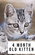 Image result for 4 Month Cat