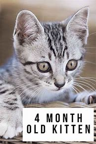 Image result for 4 Week Old House Kitten