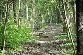 Image result for Foot Path with Trees