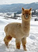 Image result for Alpaca Relative