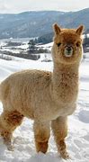 Image result for Zootopia Alpaca