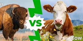 Image result for Bison vs Cow