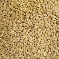 Image result for Australian Wheat