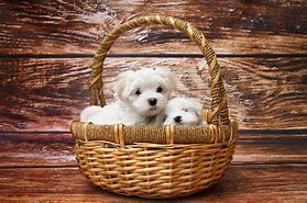 Image result for Adorable Maltese