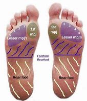 Image result for Foot Anatomy Plantar Arch