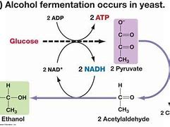 Image result for Yeast Alcohol