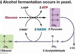 Image result for Yeast Cell Fermentation Alcohol