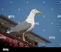 Image result for Red Spot On Seagull Beak