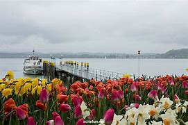 Image result for Mainau Flowers