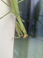 Image result for Praying Mantis Insect