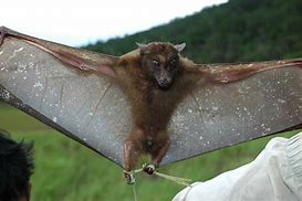 Image result for Male Fruit Bat