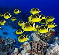 Image result for Aqua Fish