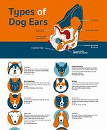 Image result for Big Ear Dog