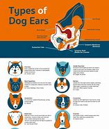 Image result for Dog Eared Catalog