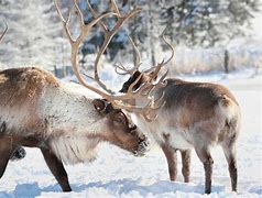 Image result for Caribou Reindeer Size Chart