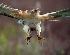 Image result for Hawk Talons