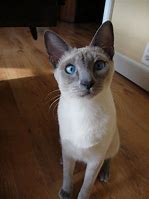 Image result for Brown Point Siamese