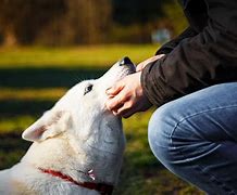 Image result for Husky Service Dog