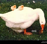 Image result for Hen and Goose