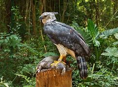 Image result for Harpy Eagle with Person