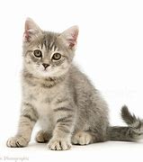 Image result for Grey Californa Swirl Kittens