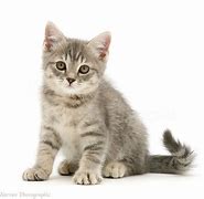 Image result for Gray Tabby Cat Kitten