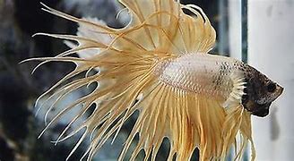 Image result for Popular Freshwater Fish W Whiskers