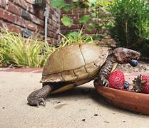 Image result for Pet Three Toed Box Turtle