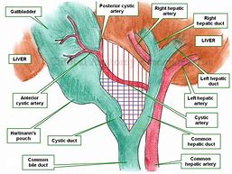 Image result for Cystic Vein